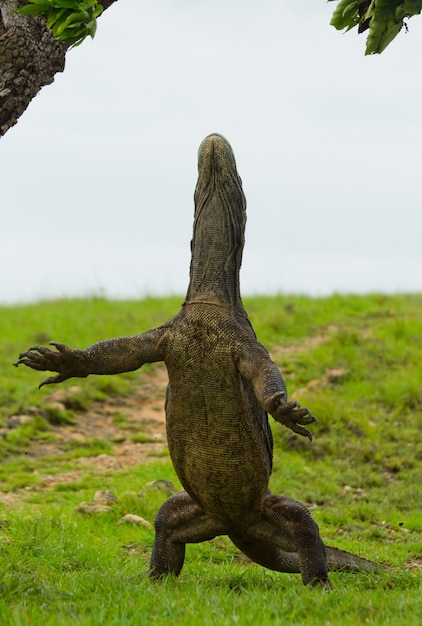 Komodovaraan staat rechtop op hun achterpoten. Indonesië. Komodo Nationaal Park.
