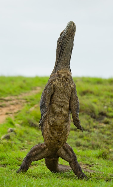 Komodovaraan staat rechtop op hun achterpoten. Indonesië. Komodo Nationaal Park.