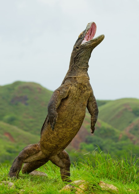 Komodovaraan staat rechtop op hun achterpoten. Indonesië. Komodo Nationaal Park.