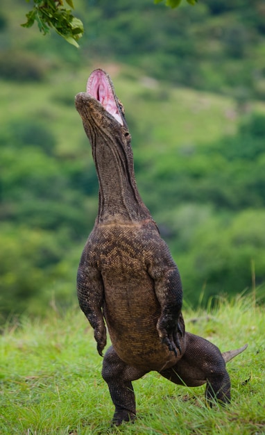 Komodovaraan staat rechtop op hun achterpoten. Indonesië. Komodo Nationaal Park.