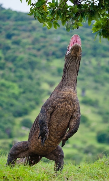 Komodovaraan staat rechtop op hun achterpoten. Indonesië. Komodo Nationaal Park.