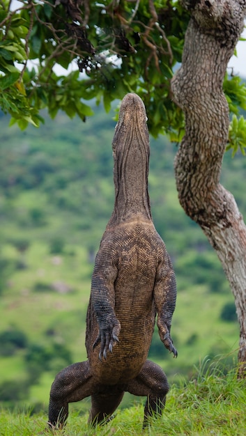 Komodovaraan staat rechtop op hun achterpoten. Indonesië. Komodo Nationaal Park.