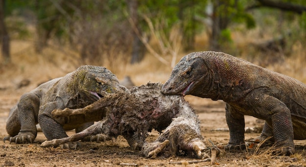 Komodovaranen eten hun prooi op. Indonesië. Komodo Nationaal Park.