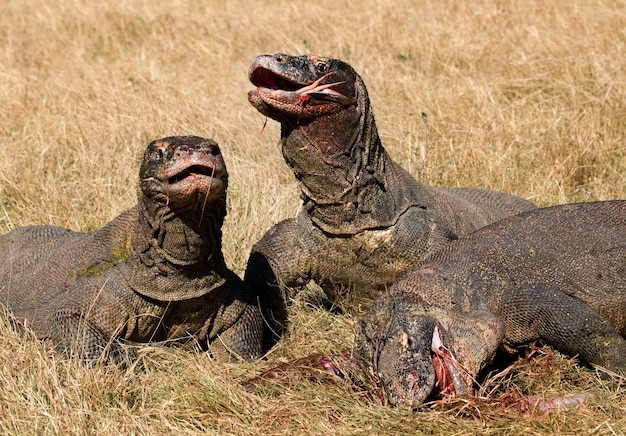 Komodovaranen eten hun prooi op. Indonesië. Komodo Nationaal Park.