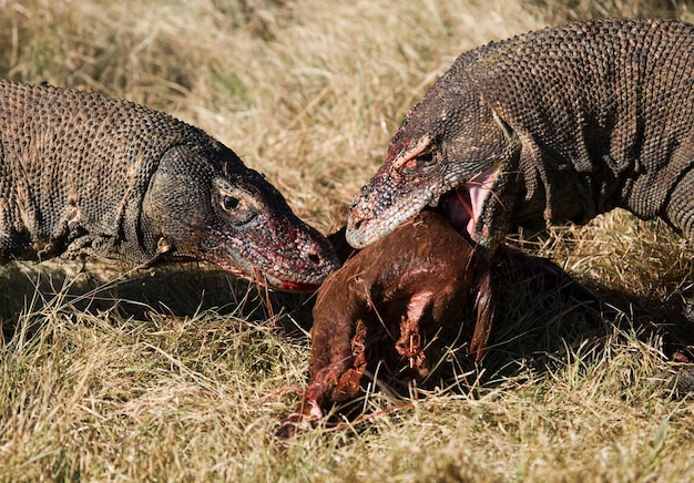 Komodovaranen eten hun prooi op. Indonesië. Komodo Nationaal Park.