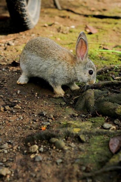 Konijn dat gras in de tuin eet. schattig en schattig.