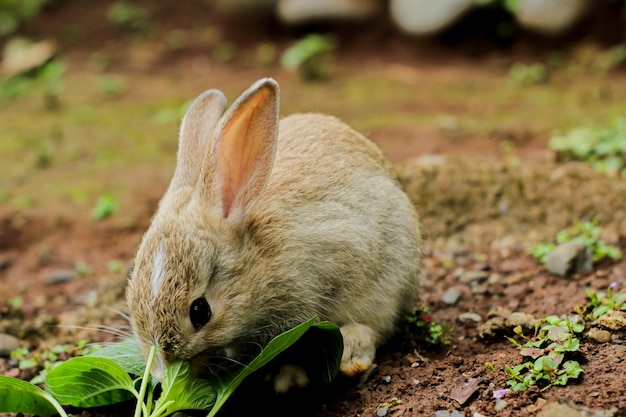 Konijn dat gras in de tuin eet. schattig en schattig.