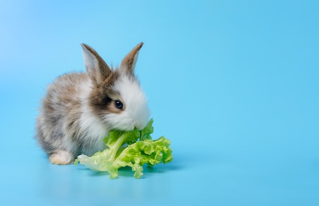 Konijn dat sla eet op blauwe achtergrond