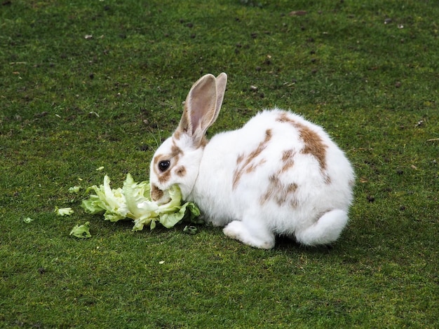 Foto konijn eet groente op een grasveld