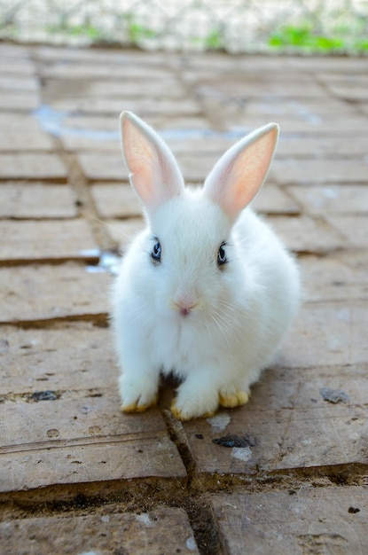 Konijn eet voer in de dierentuin