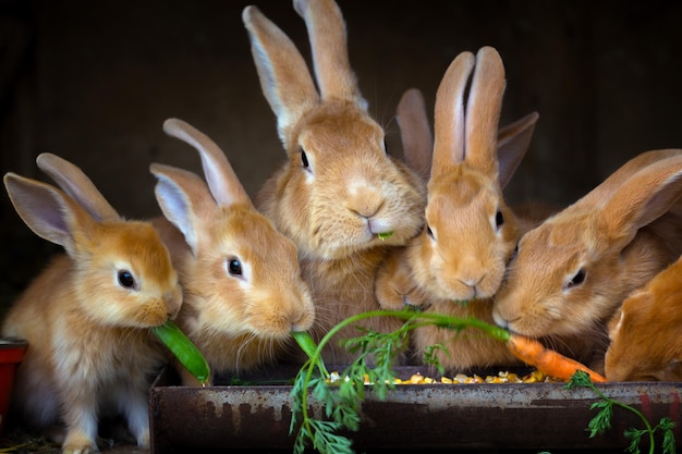 Foto konijn en kleine konijnen