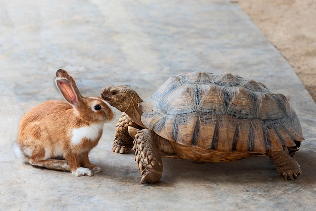 Konijn en schildpad bespreken de concurrentie.