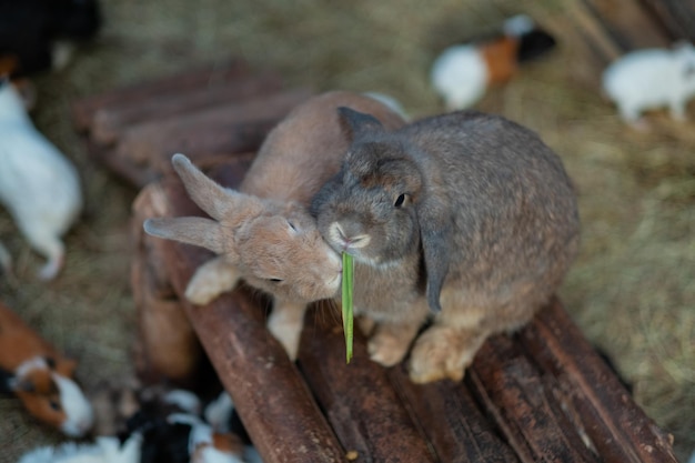 Konijn eten gras met bokeh achtergrond konijntje huisdier holland lopxA