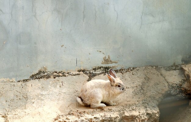 konijn in de dierentuin kooi