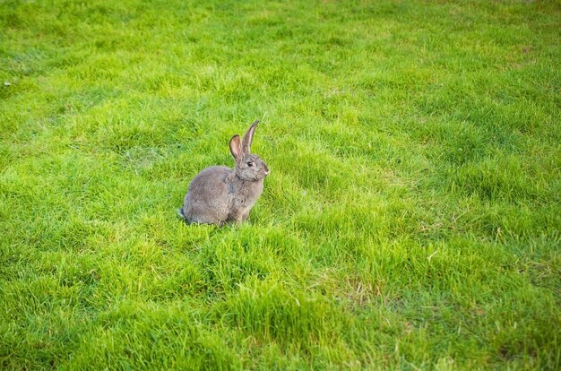 Konijn in de tuin