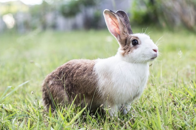 konijn in de tuin