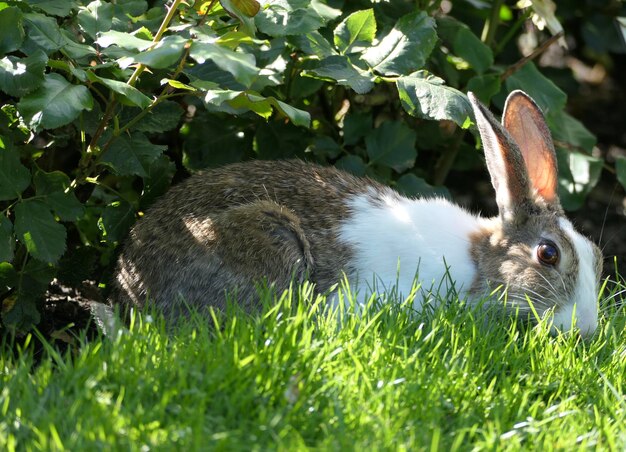 Foto konijn in een veld.