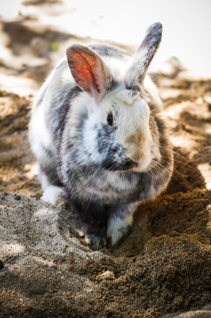 Konijn, klein zoogdier in een dierentuinpark