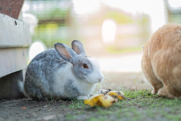 Konijn konijntje huisdier met wazige achtergrond dieren
