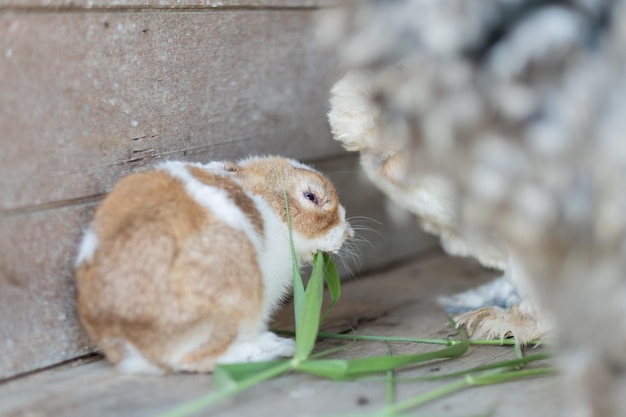 Konijn konijntje huisdier met wazige achtergrond dieren