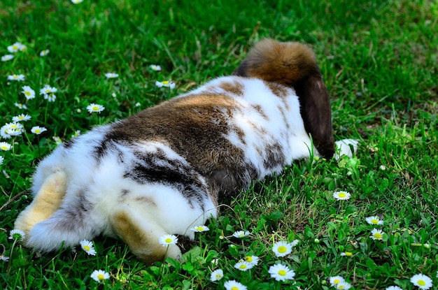 Konijn liggend in het gras