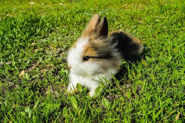 Foto konijn op het grasveld