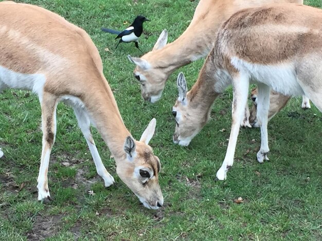 Konijn op het grasveld