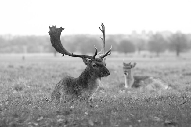 Foto konijn op het grasveld.