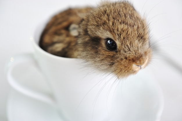 Konijn schattige baby in cup