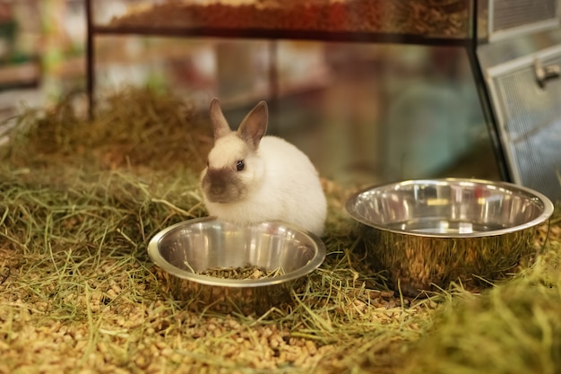 Konijn te koop achter de glazen vitrine in een dierenwinkel