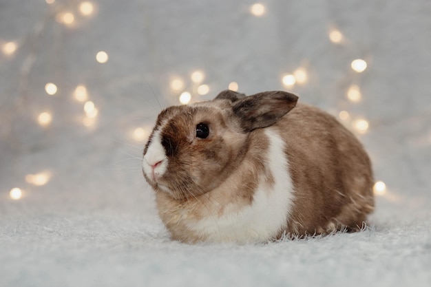 Konijn voor Kerstmis en Nieuwjaar 2023 Wit en bruin schattig konijn zit op een winterblauwe achtergrond