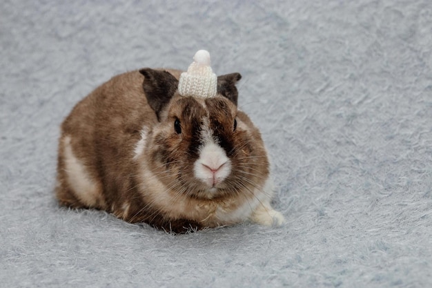 Konijn voor Kerstmis en Nieuwjaar Wit en bruin schattig konijn in een witte wintermuts zit