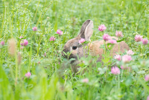 Konijn zit op een weiland met fesh groen gras en bloemen, lente, pasen