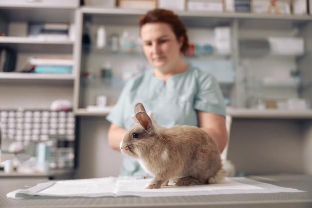 Konijn zit op tafel met wegwerponderlegger bij dierenarts in ziekenhuis