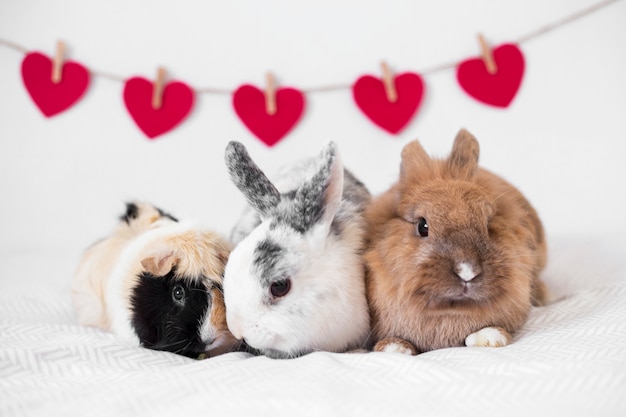 Foto konijnen en proefkonijn dichtbij rij van decoratieve harten op draad