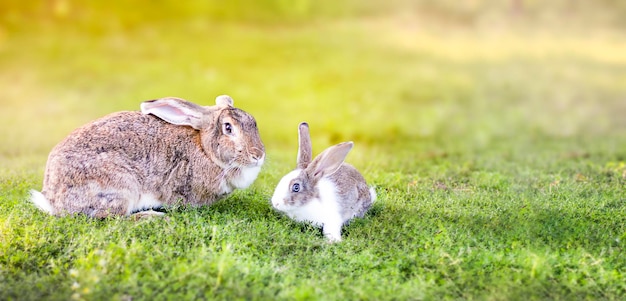 Konijnen konijntjes op groen gras Paashazen konijnen Hazen in de zomer