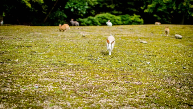 Konijnen op het grasveld