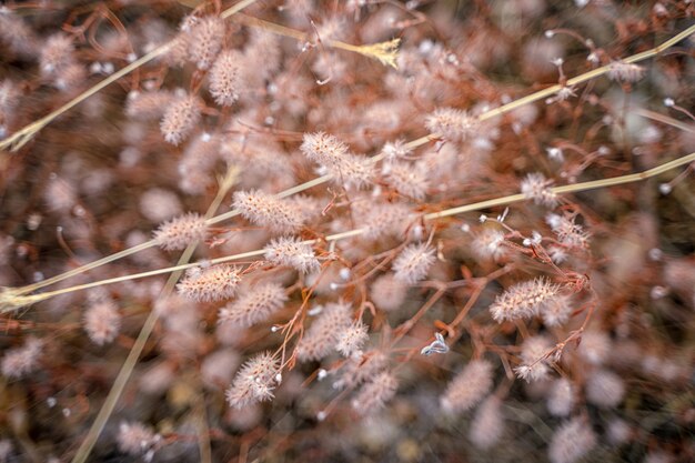 Konijnenstaarten gras natuurlijke achtergrond