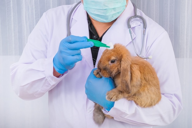 Konijnenwonden grondig onderzoeken en maken De dierenartsfoto onderzoekt het konijnenhaar.