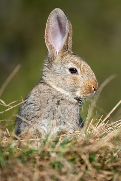 Konijnhaas in het gras in de zomertijd