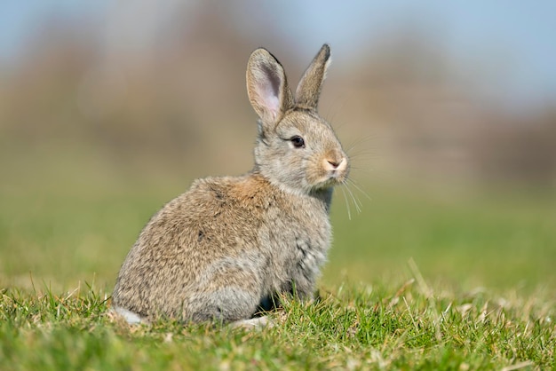 Foto konijnhaas terwijl hij naar je kijkt op grasachtergrond