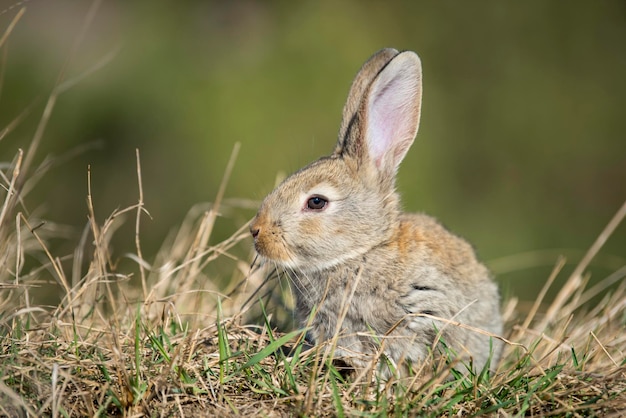 Foto konijnhaas terwijl hij naar je kijkt op grasachtergrond