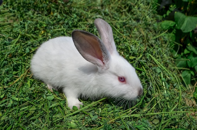 Konijntje op groen gras Klein wit konijntje