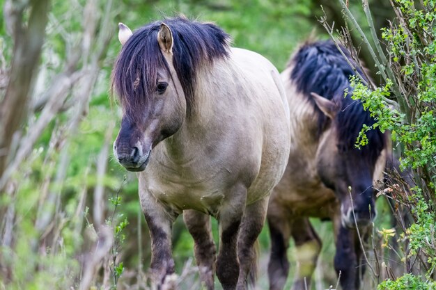 Konik Horse on the field