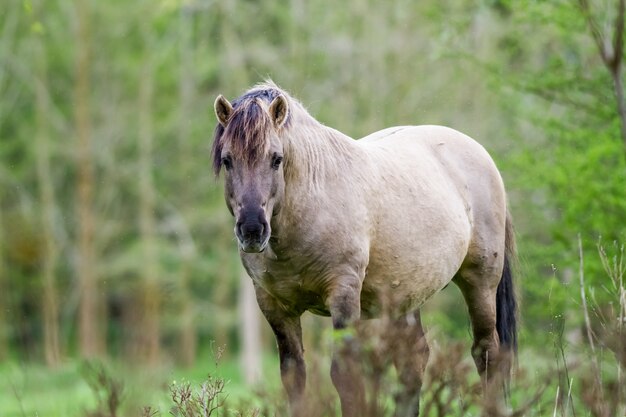 Konik Horse op het veld