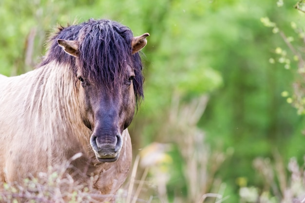 Konik Horse op het veld