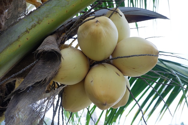 koning kokosnoot of gele kokosnoot een soort kokosnoot die geen hoge bomen heeft