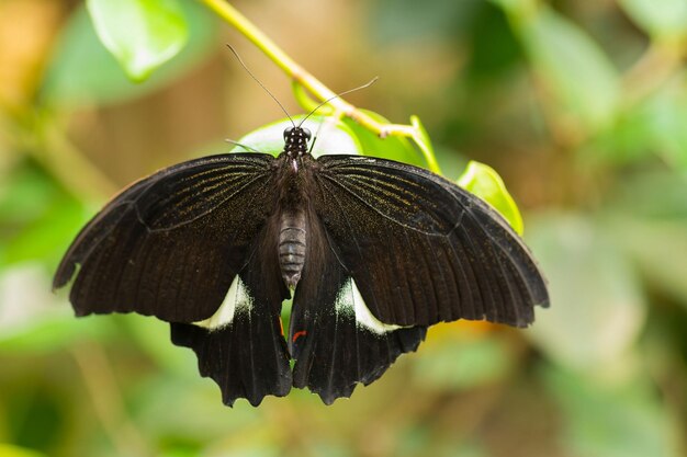 Koningin Alexandras Birdwing