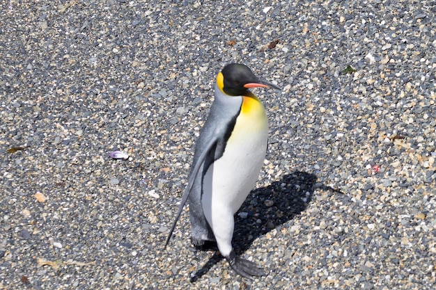 Koningspinguïn op Martillo-eilandstrand Ushuaia