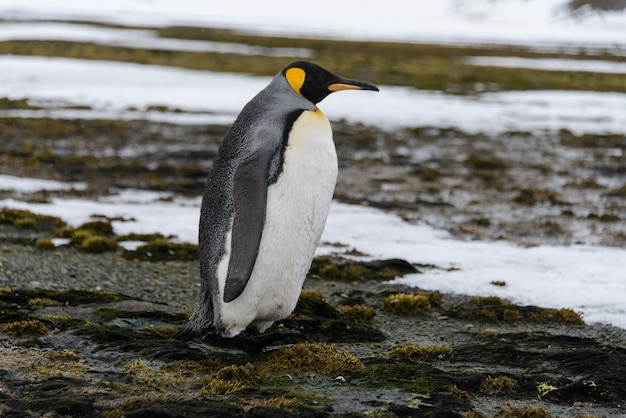 Koningspinguïns in Antartica op eiland het Zuid- van Georgië